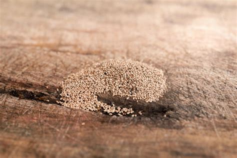 Termite dust. Things To Know About Termite dust. 